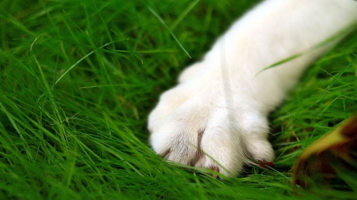 White Dog Paw Closeup On Green Grass